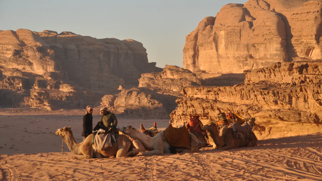 camels-1259528.jpg
