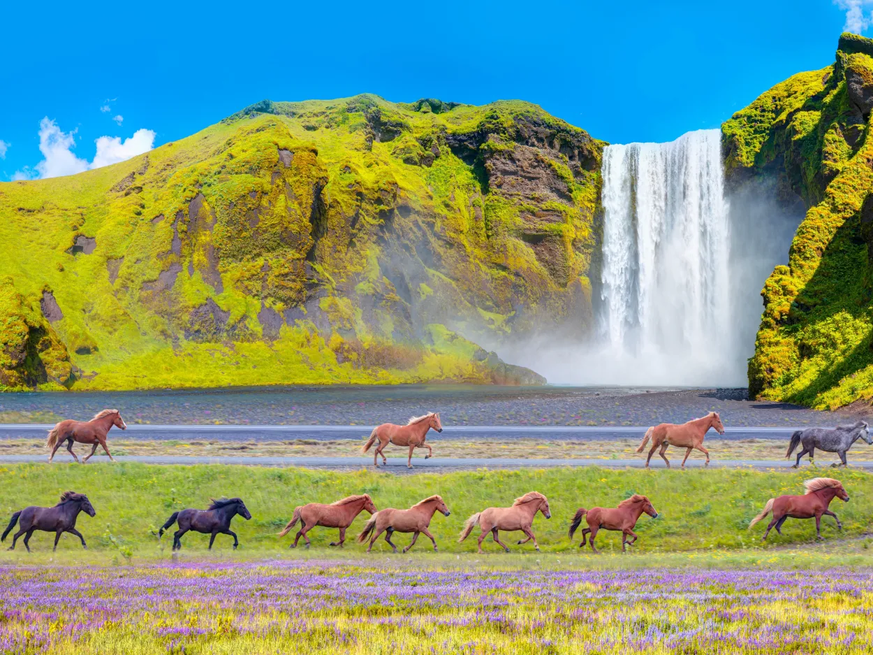 ISLANDA HORSES.jpg