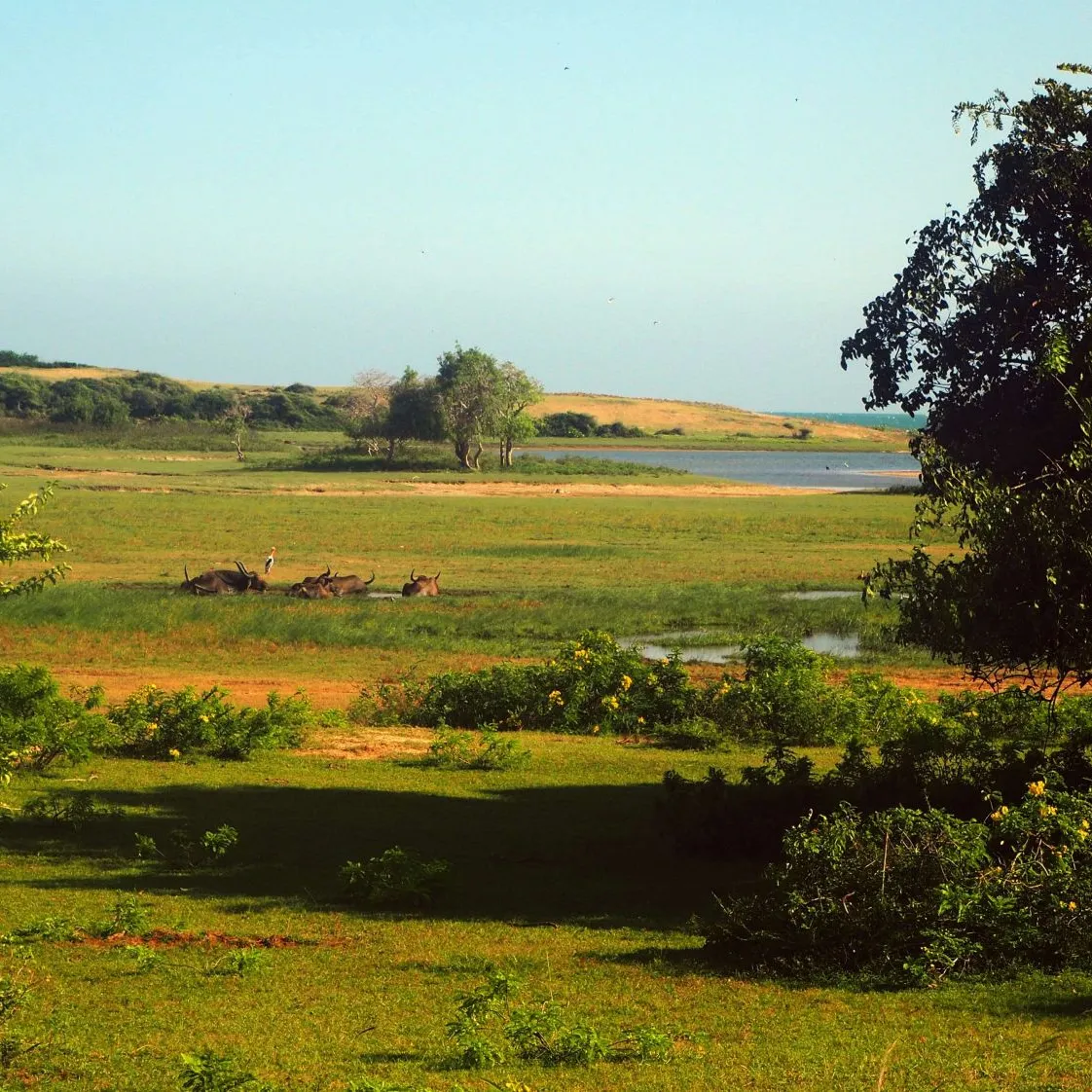 YALA SAFARI small.jpg YALA SAFARI small.jpg