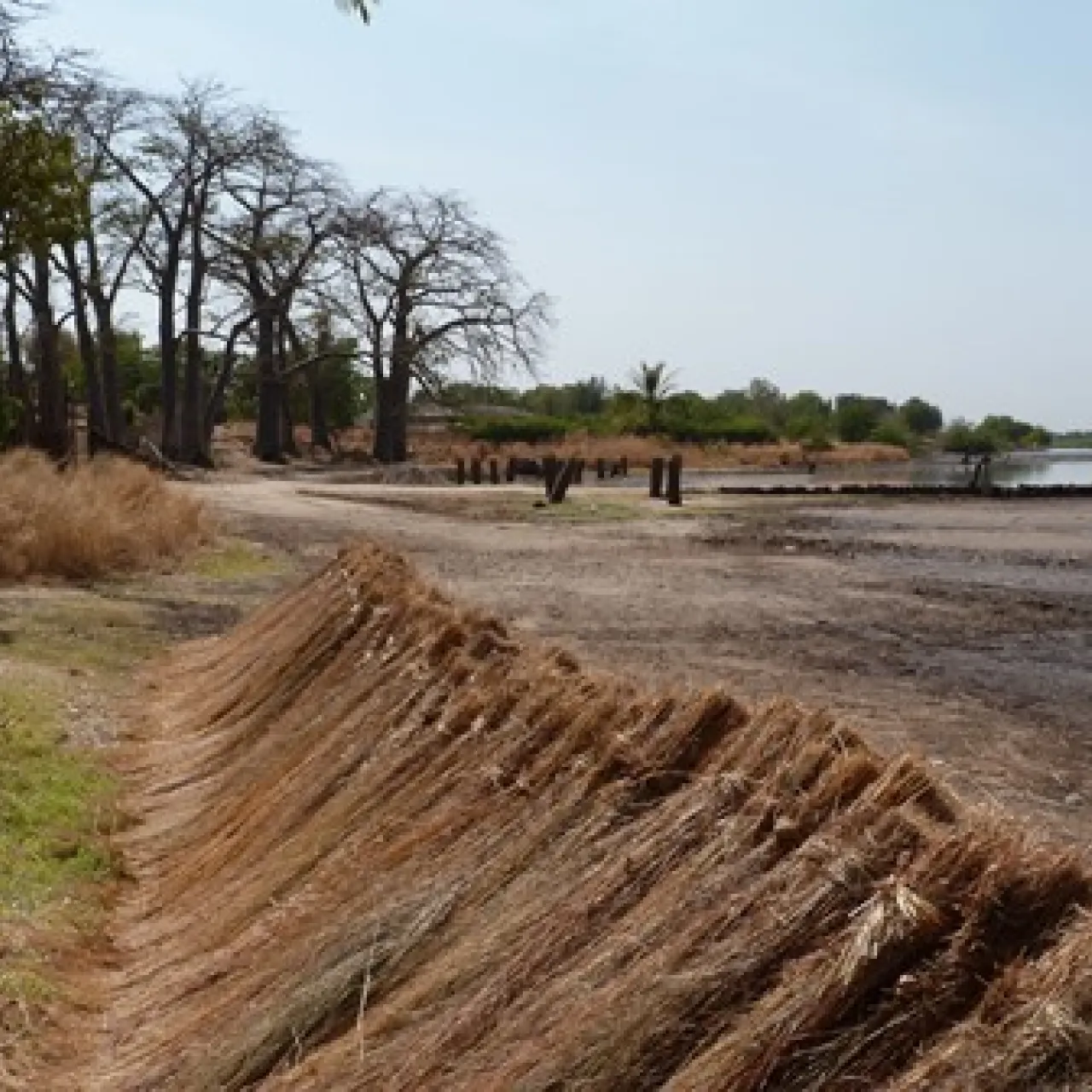 Senegal Sine Saloum Toubacouta - piccola.JPG
