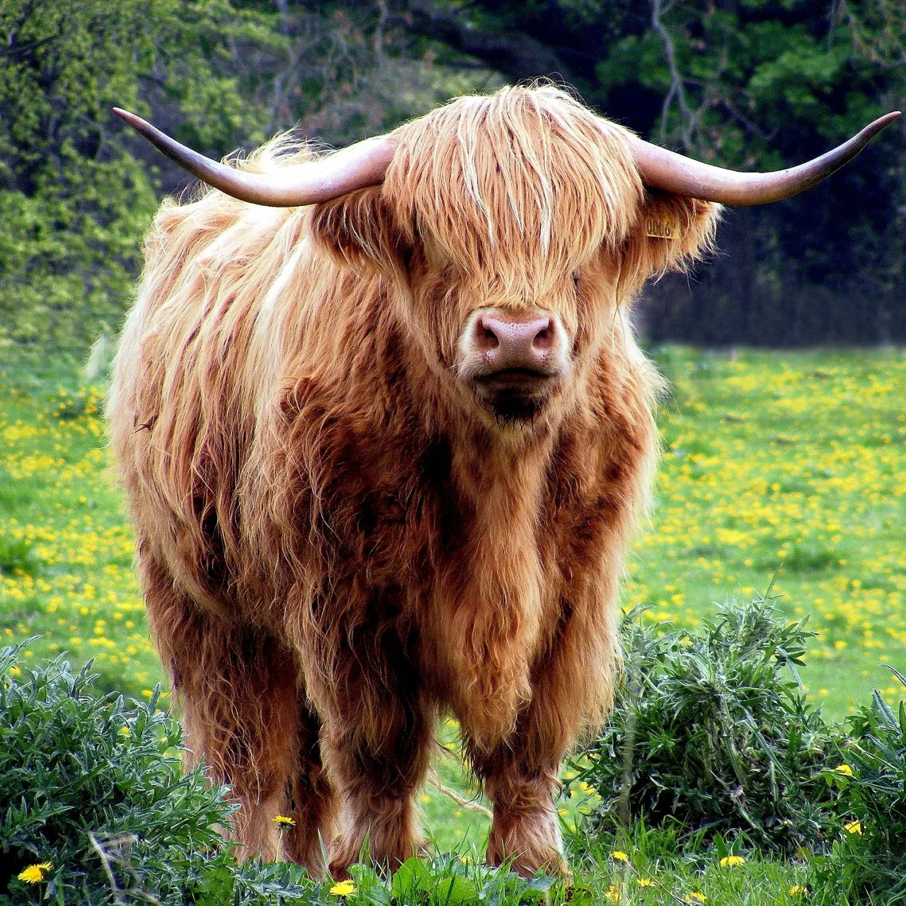 Bovini Highland.jpg
