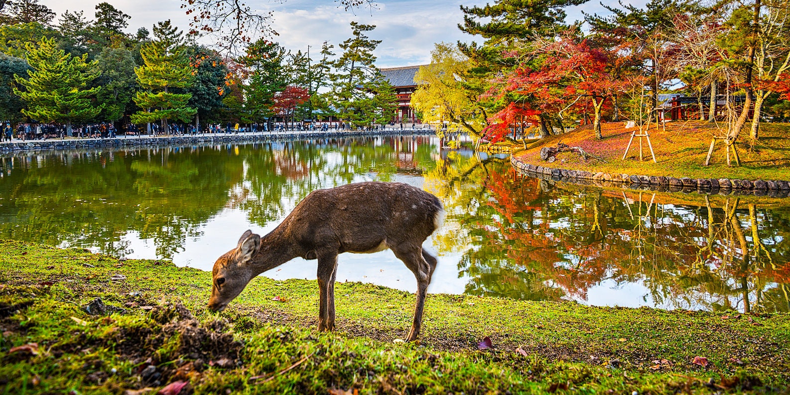 Nara_Cover.jpg