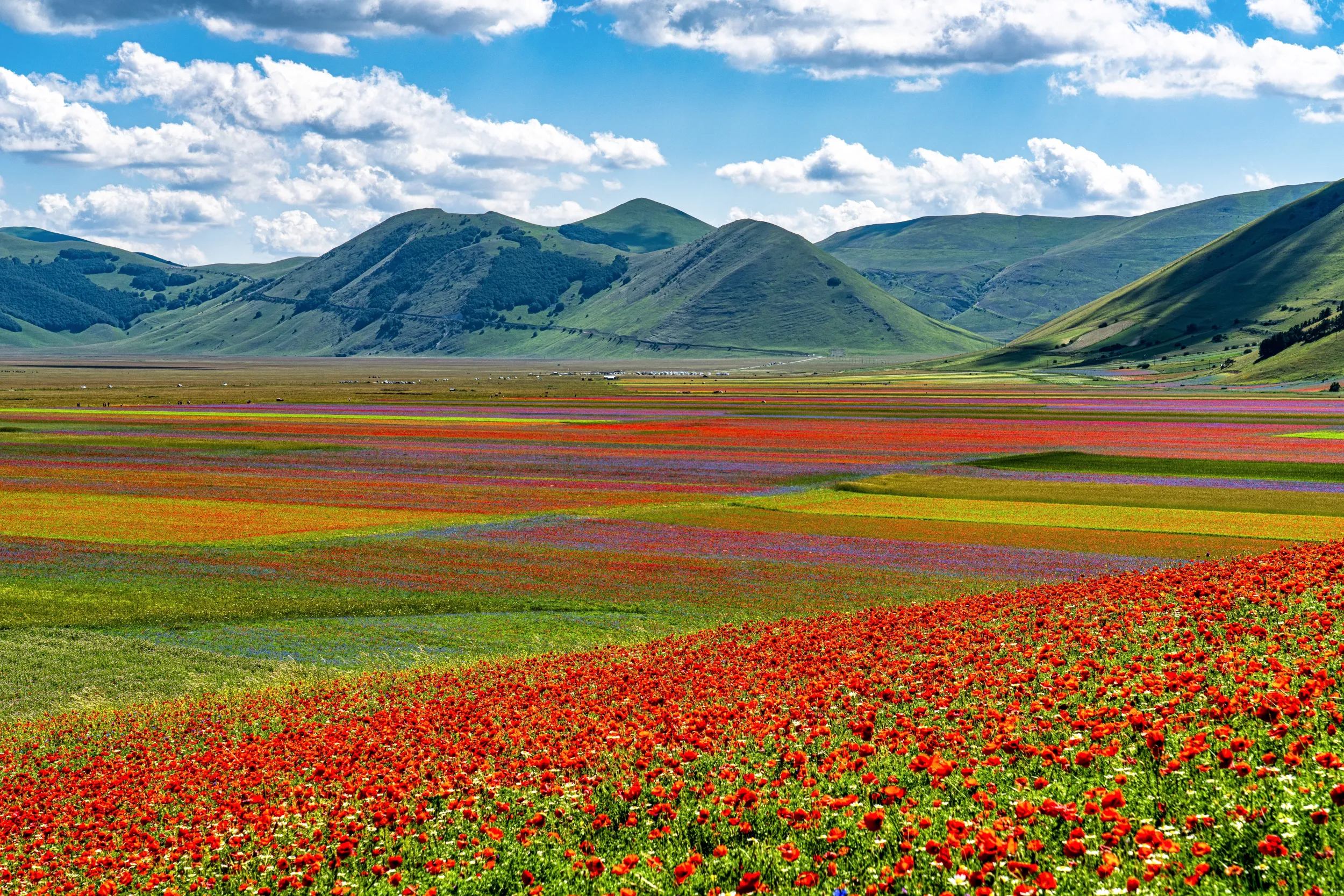 Castelluccio da Norcia medium.jpg