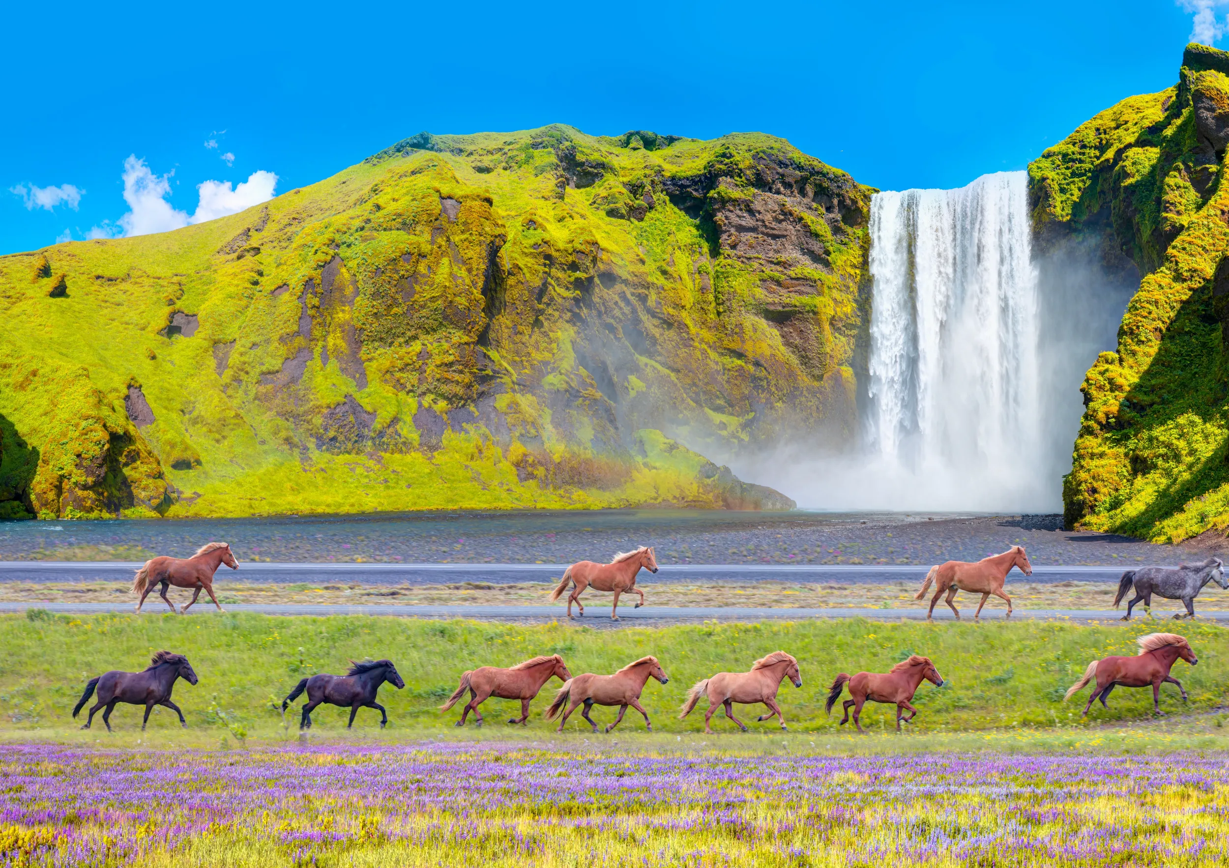 ISLANDA HORSES.jpg
