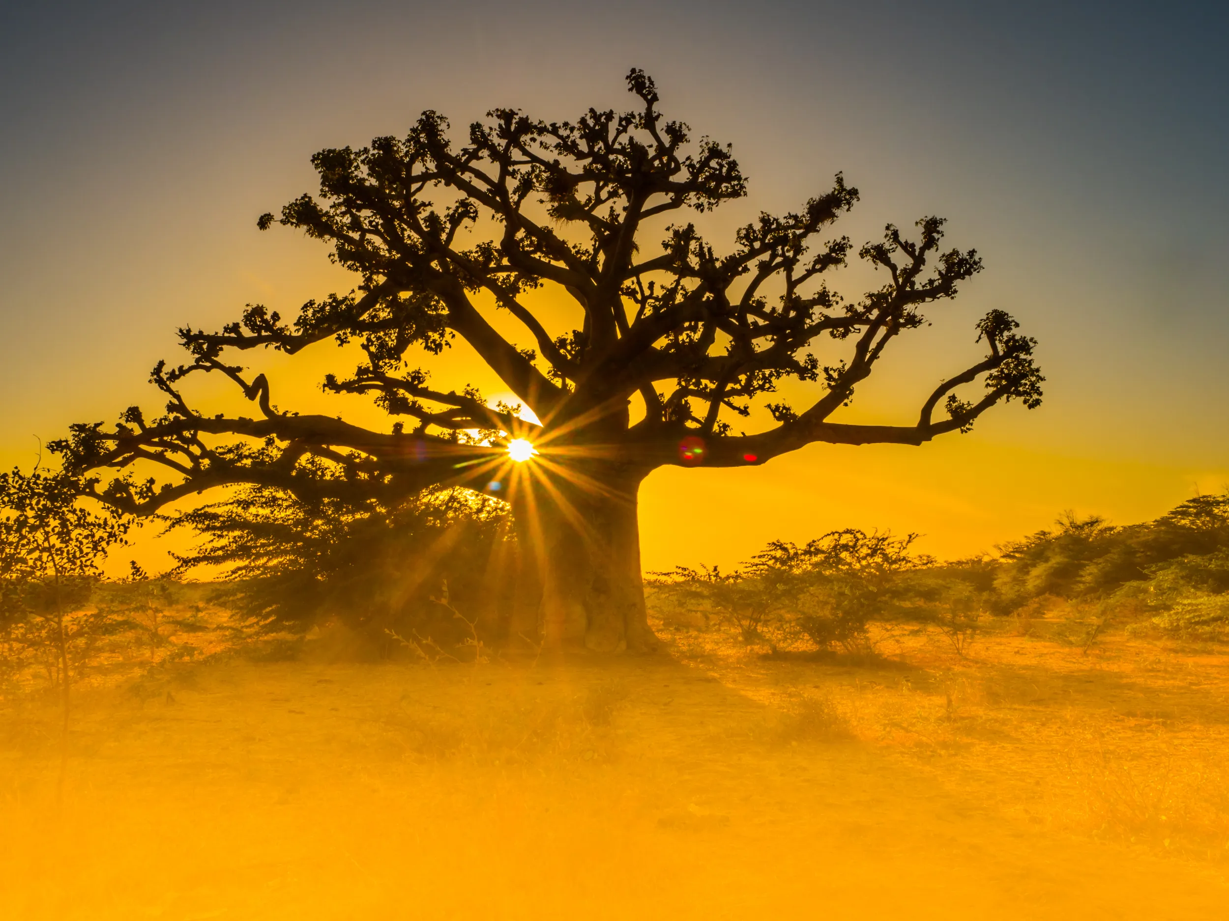 Senegal Baobab.jpg