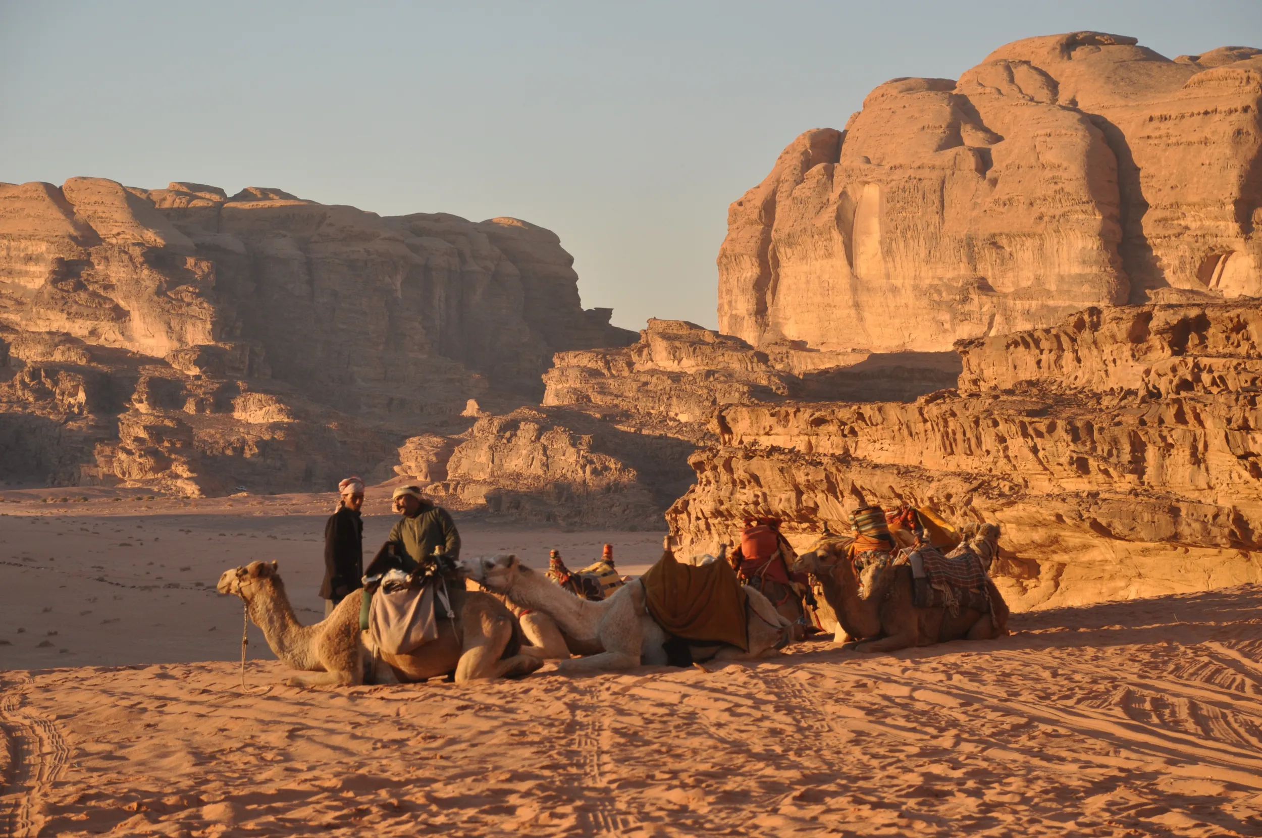 camels-1259528.jpg