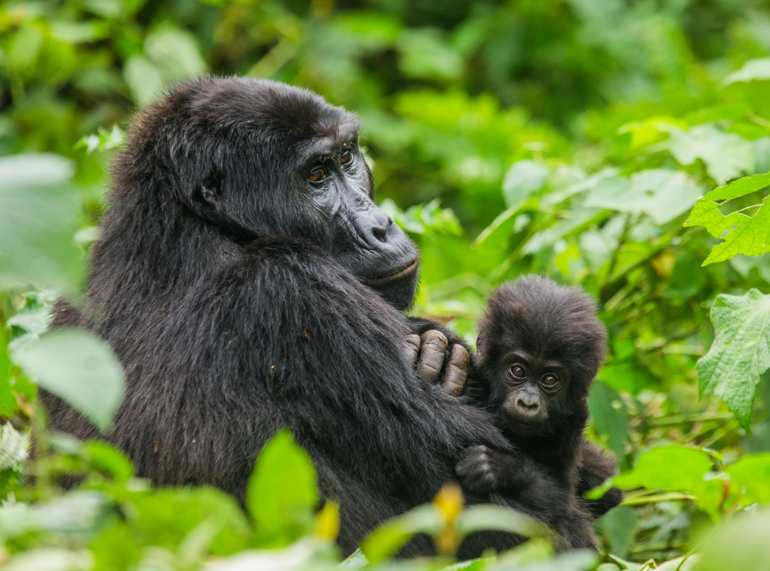 foto gorilla.jpg