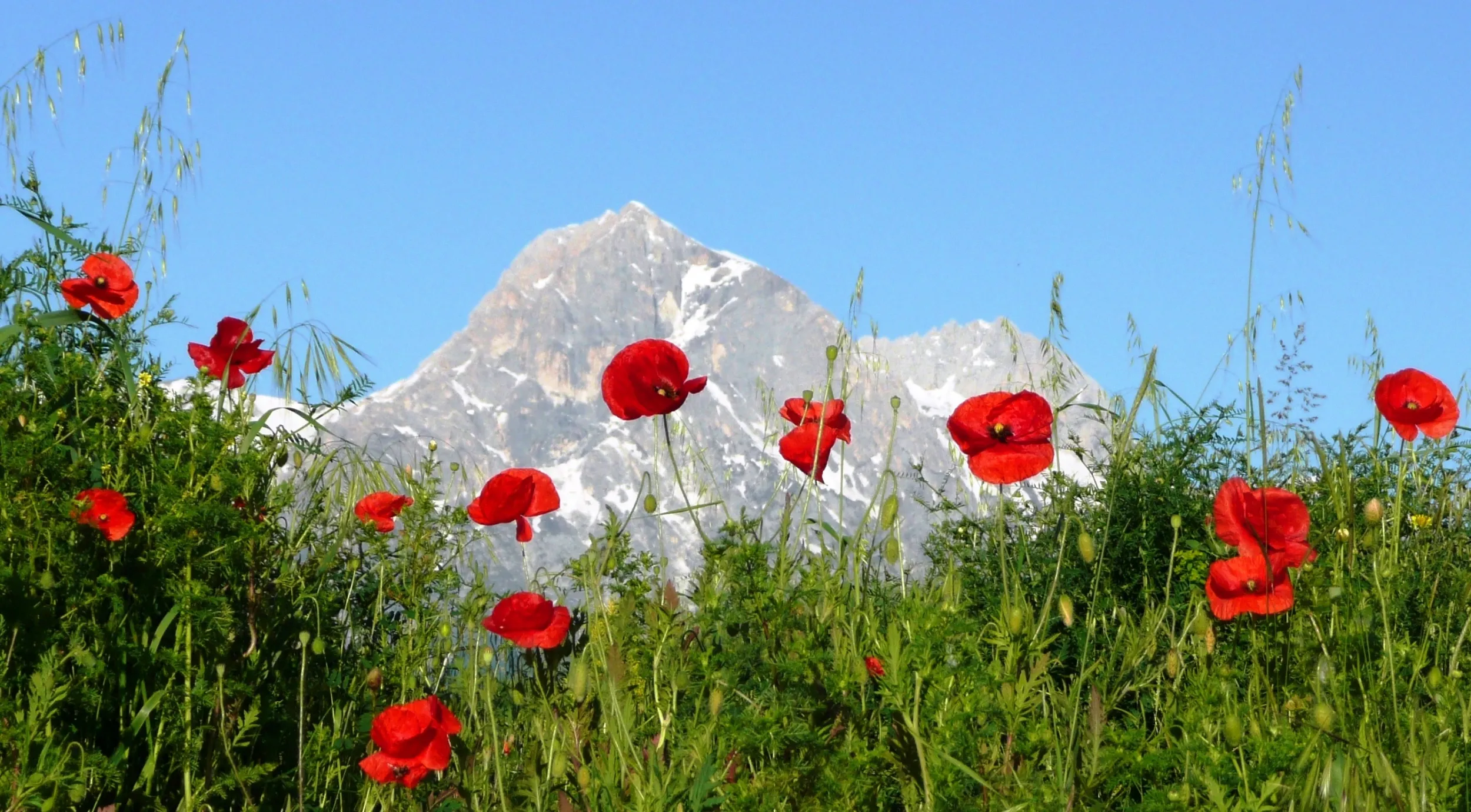 poppies-76129.jpg