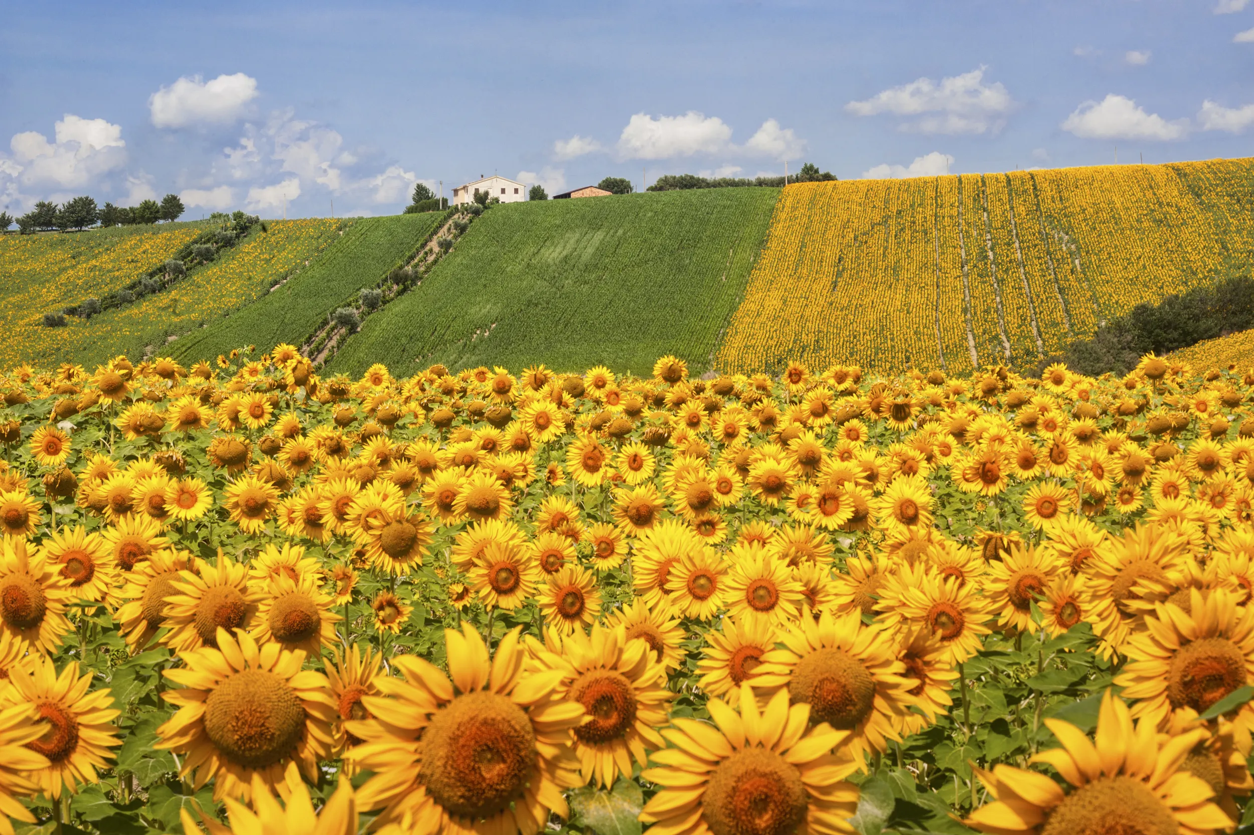 shutterstock_412967992.jpg