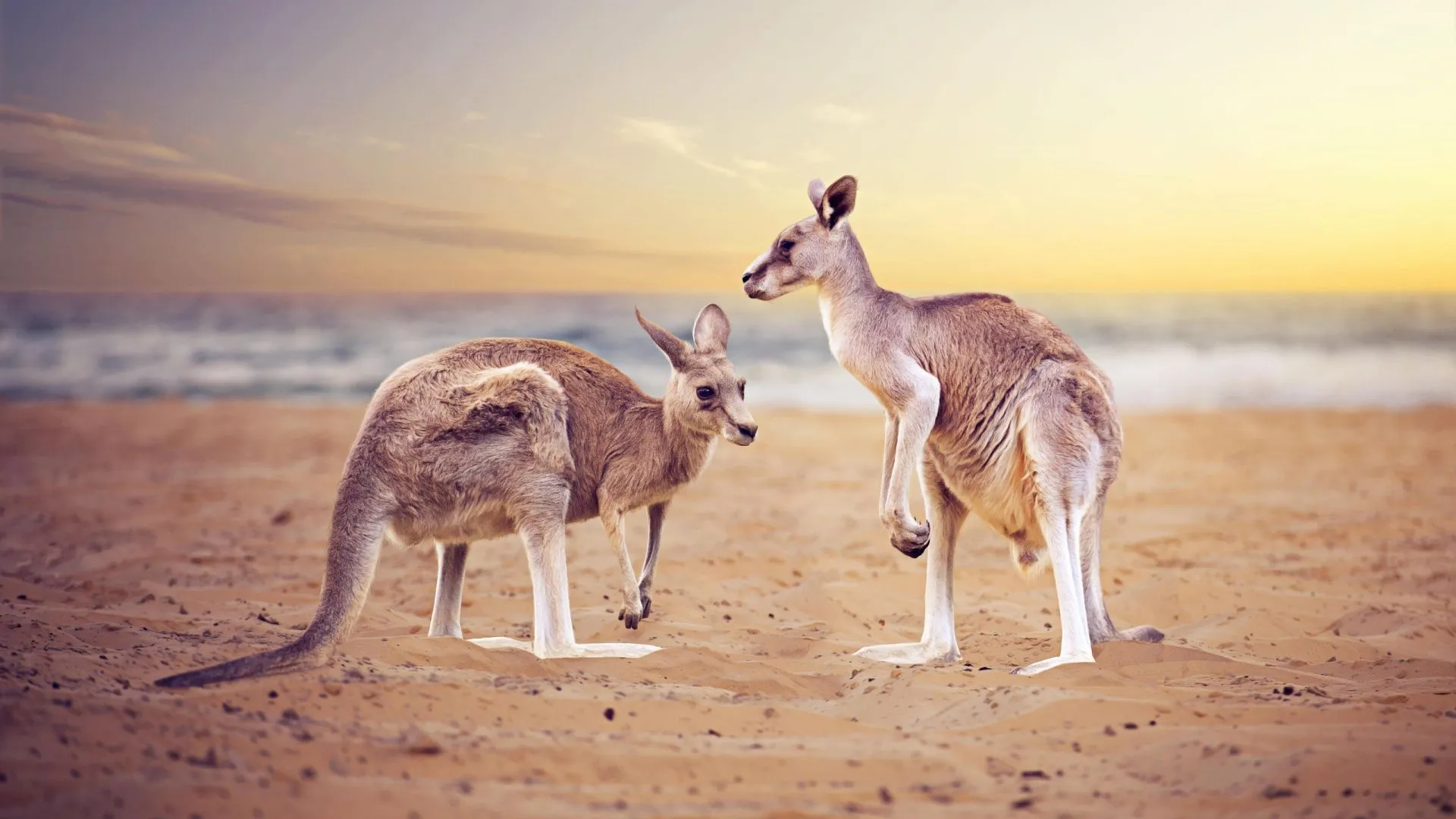 Canguri Australia