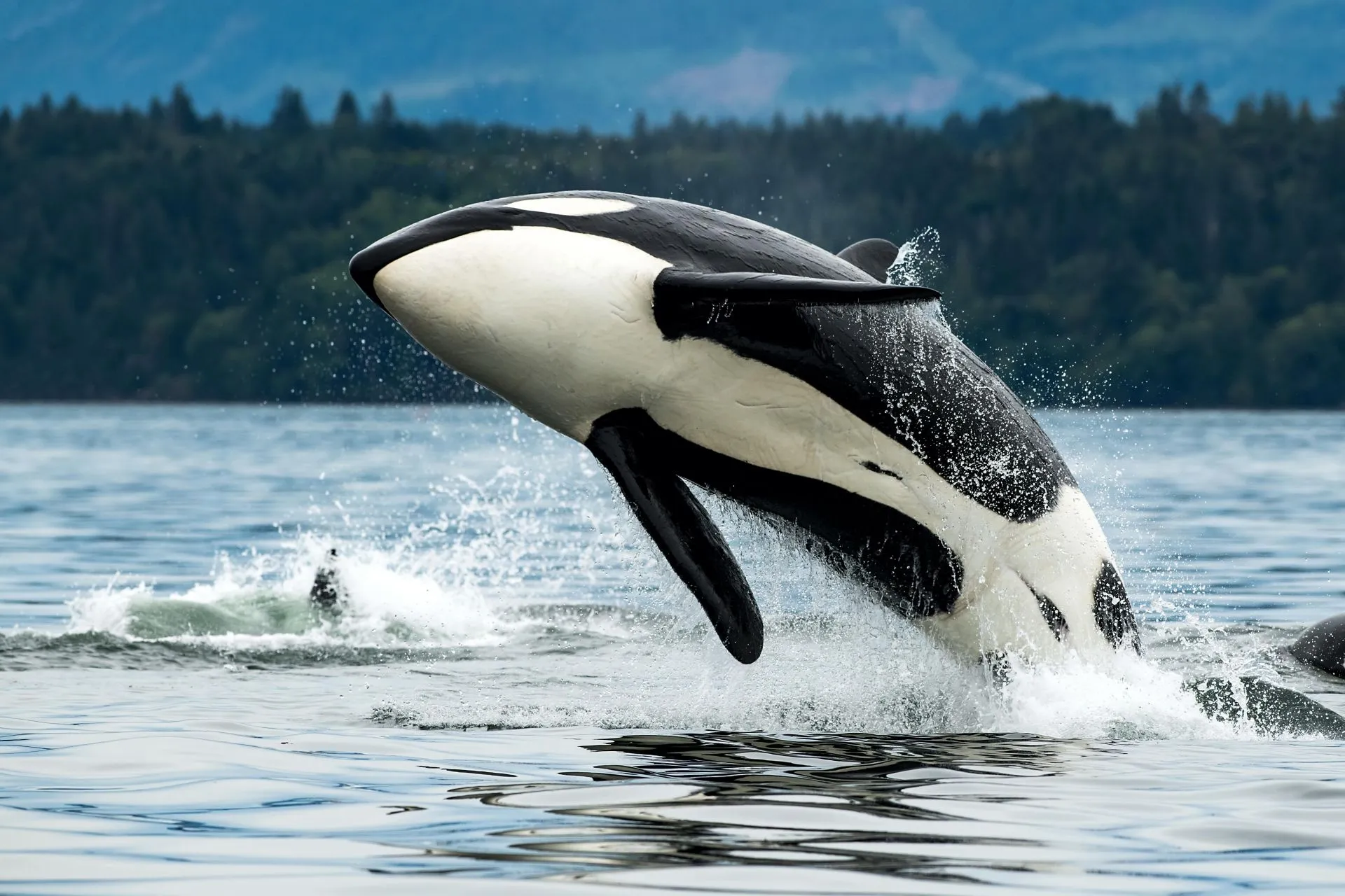 Killer Whale British Columbia