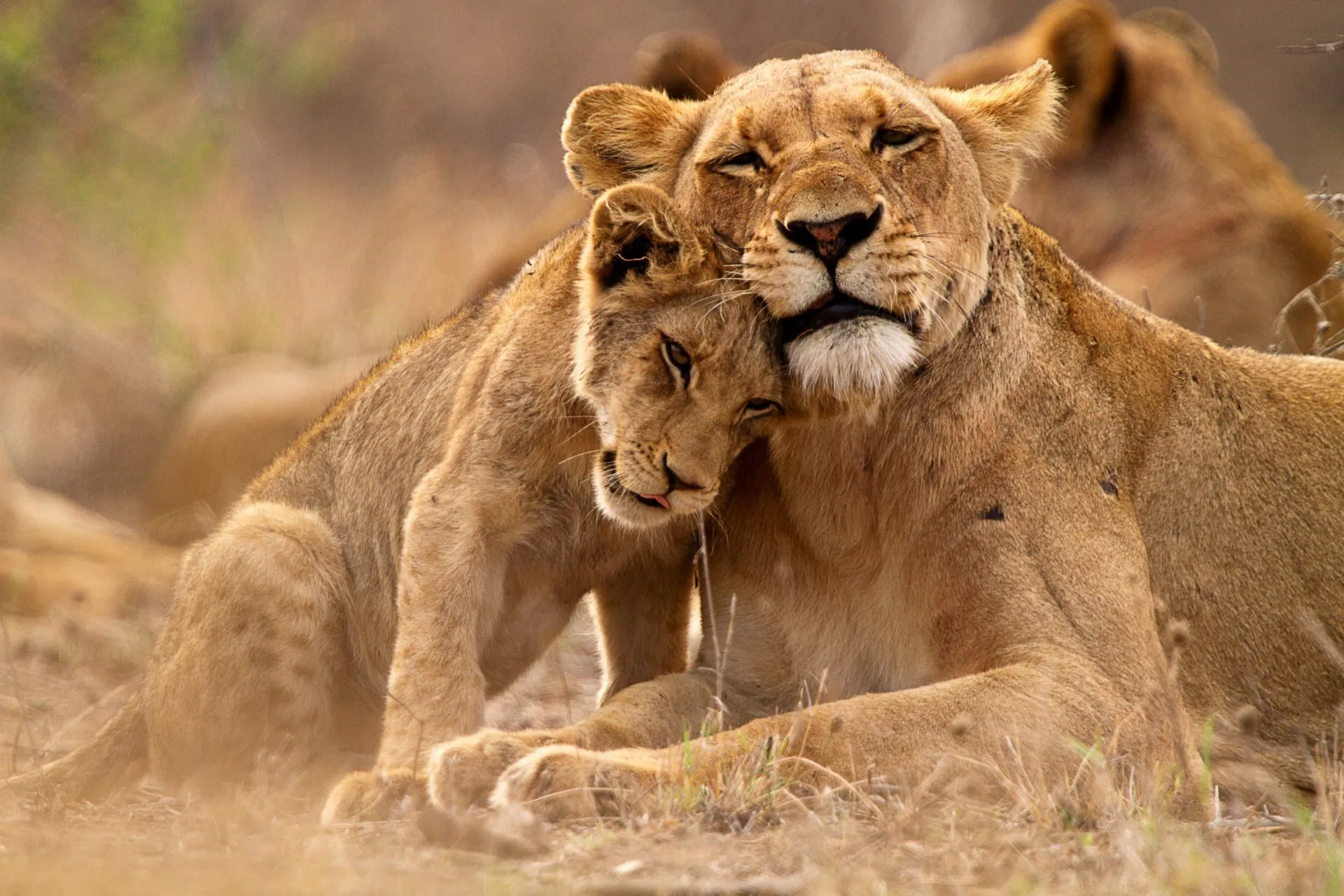 Leoni Sudafrica