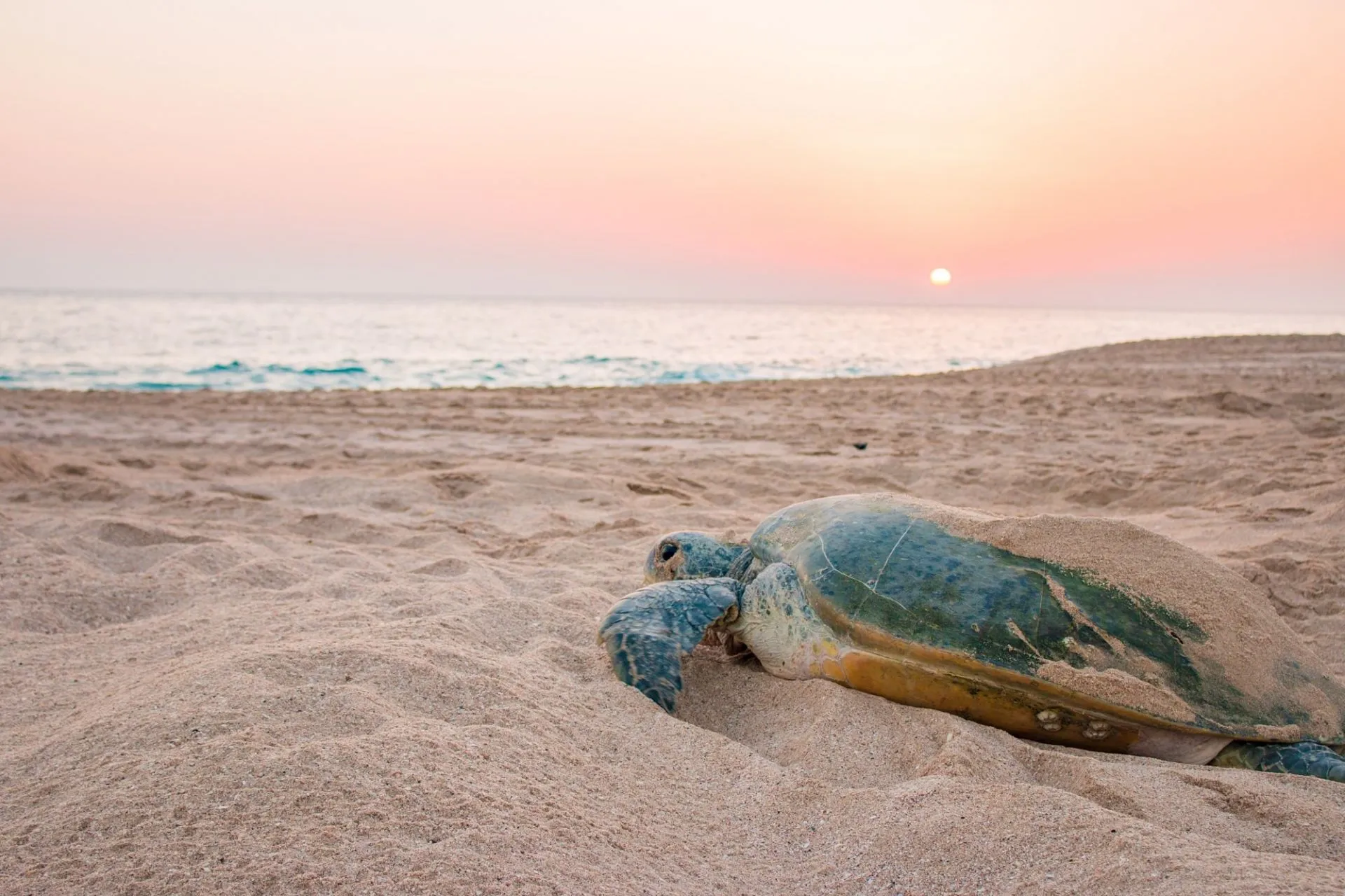 Tartaruga spiaggia